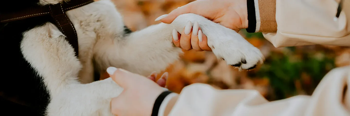 Sevimli Dostum Sigortası